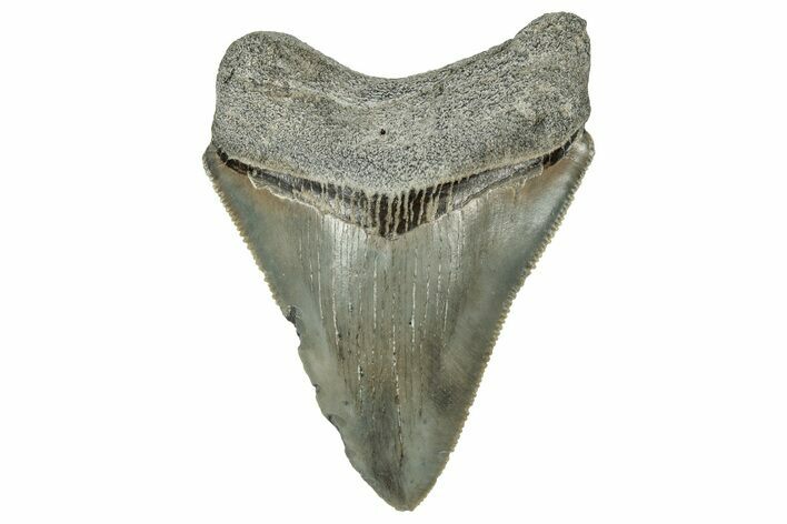 Serrated, Juvenile Megalodon Tooth - South Carolina #324308